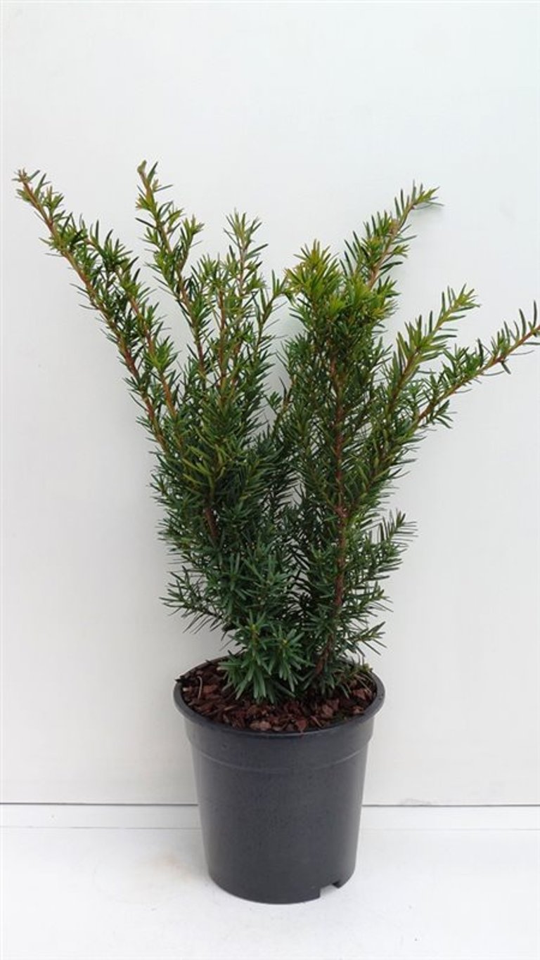 Taxus media 'Densiformis' - C3 30-40 CM